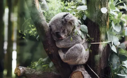 Koala Eukalyptus