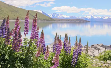See Neuseeland Blumen
