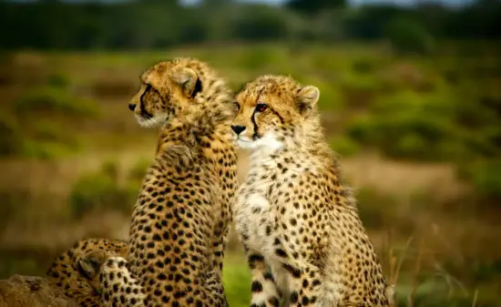 Afrika_Tiere_Geparden_Headerbild