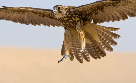 Adler
