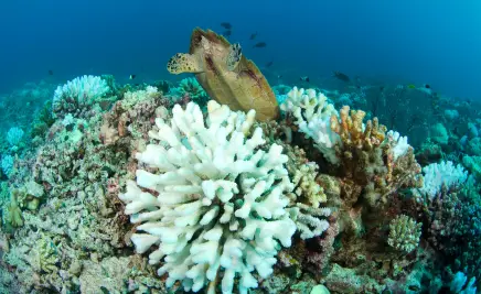 Aldabra-Atoll​