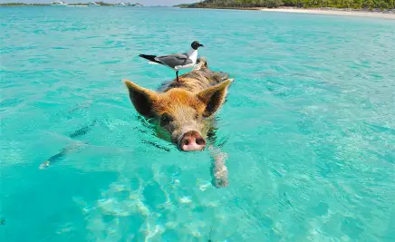 Bahamas Schweinchen