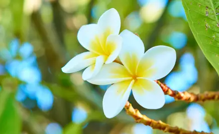 Blumen La Réunion