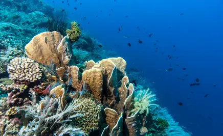 Bunaken Marine Park​