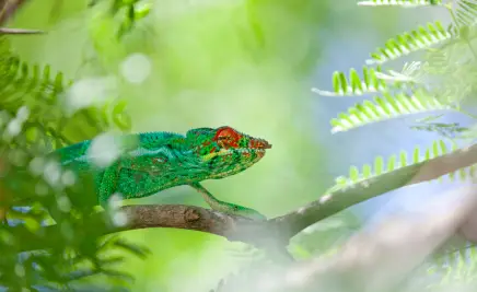 Chameleon