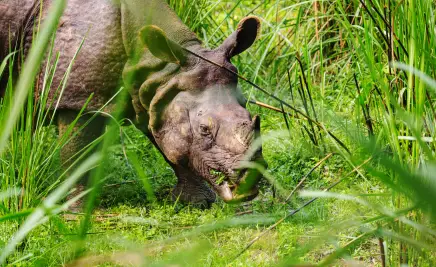 Chitwan-Nationalpark​ Nashorn