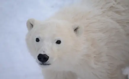 Churchill, Manitoba​