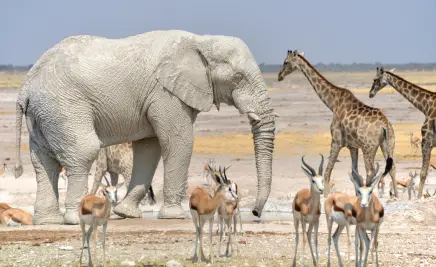 Das Etosha-Nationalpark​