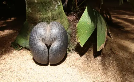 Coco de Mer