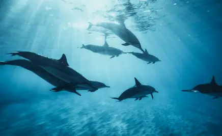 Delfin