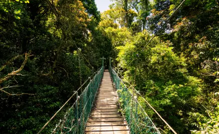 Der Daintree-Regenwald
