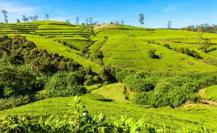 Teeplantage
