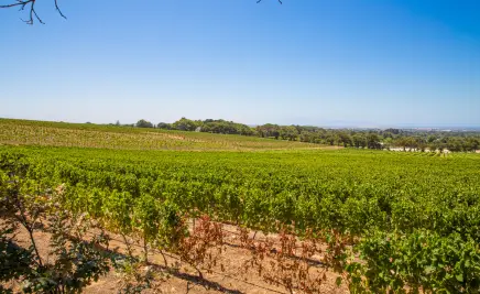 Die Weingüter des Stellenbosch​