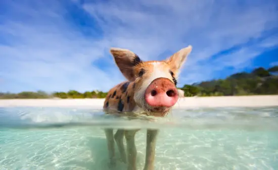 Bahamas Schwein