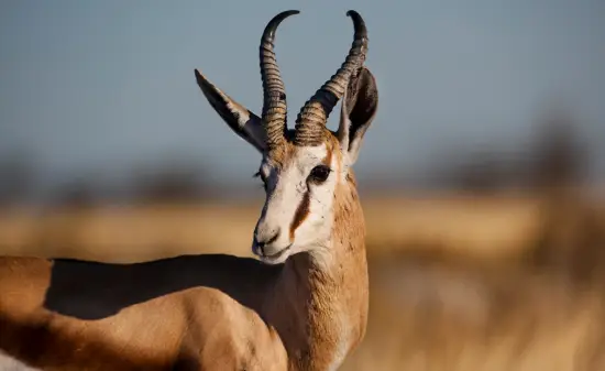 Namibia
