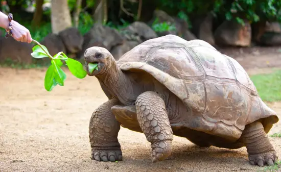 Seychellen Schildkröte