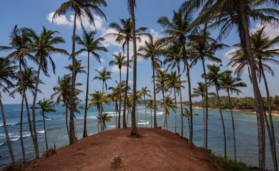 Palmen Sri Lanka