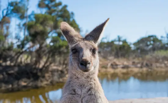Känguru
