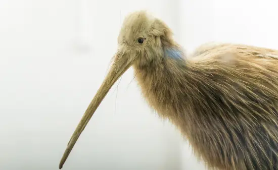 Kiwi-Vogel Neuseeland
