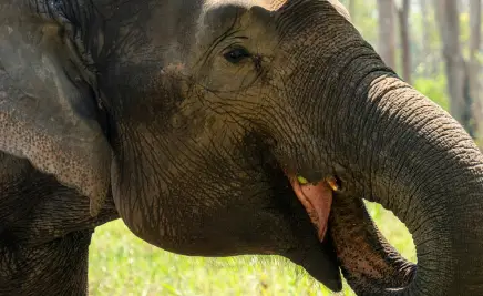 Elefantenretreats von Chiang Rai​