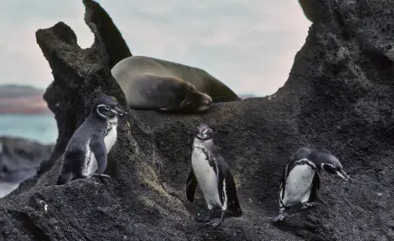 Galápagos-Inseln, Ecuador​