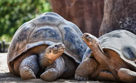 Galápagos Schildkröte