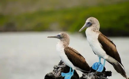 Galápagos Vogel