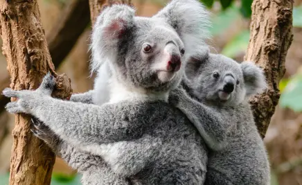 Koala