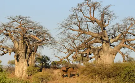 Krüger-Nationalpark​