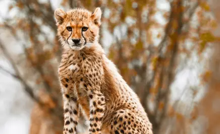 Leopardc