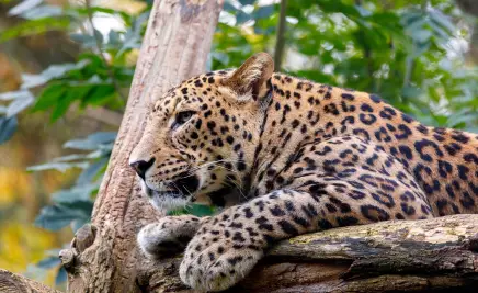 Leopard