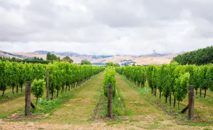 Marlborough Weinregion​