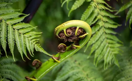 Natur Neuseeland