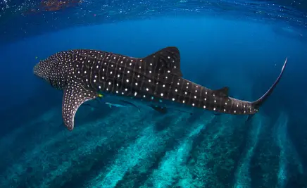 Ningaloo Reef