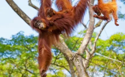 Orang Utan
