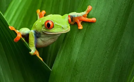 Panama Rainforest Discovery Center​