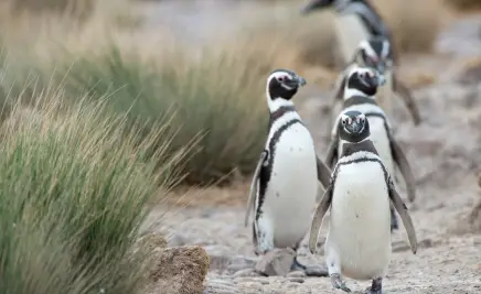 Patagonien