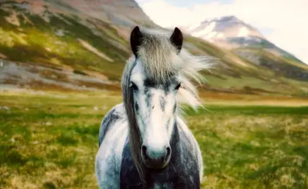 Pferd