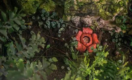 Rafflesia Arnoldii