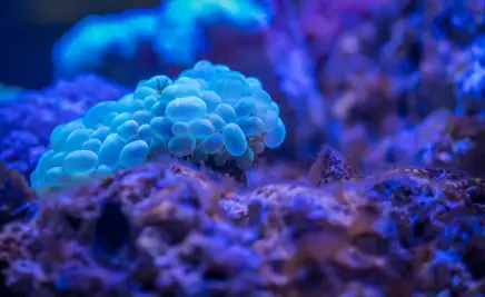 Réserve Naturelle Marine de La Réunion​