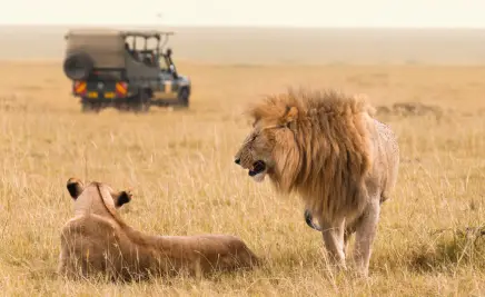 Safari Löwen