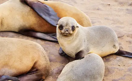 Seelöwen Baby