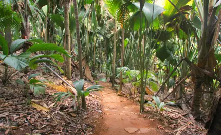 Seychellen Vallée de Mai​