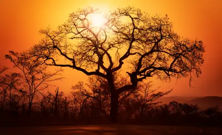 Sonnenuntergang Steppe