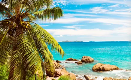 Strand und Palme