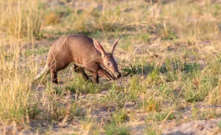 Südafrika Erdferkel