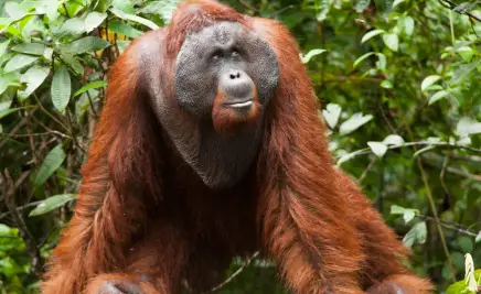 Tanjung Puting-Nationalpark​
