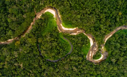 Regenwald Amazonas