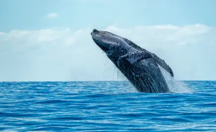 Whale Watching Tofino