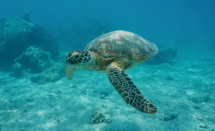 Schildkröte Südsee